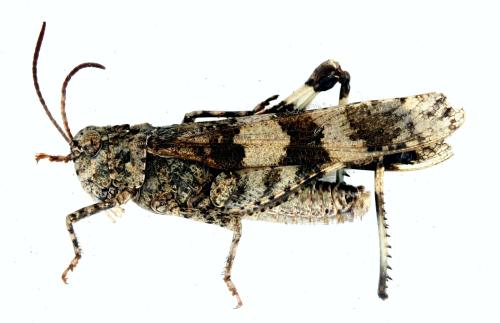 Réf. 349 078 : Oedipoda caerulescens caerulescens
